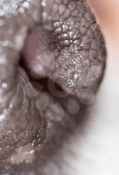dog's nose. macro
