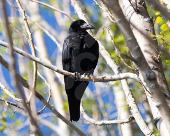 Black crows on a tree in nature