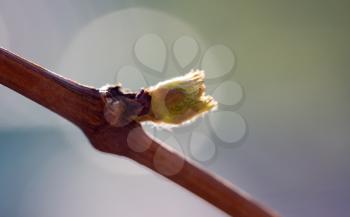 the young leaves of the grape