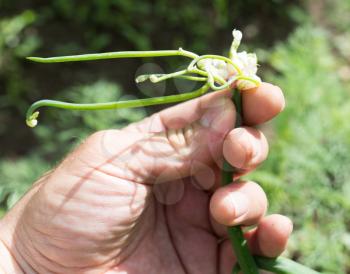 green onions in hand on nature