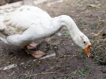 portrait of a goose on a farm