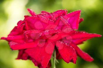 water drops on a red rose in nature