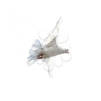 white dove on a white background