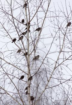 flock of sparrows on the bare branches of a tree