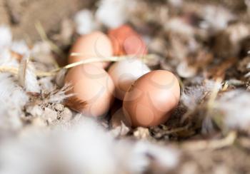 eggs in the feathers on the farm