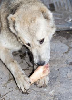 Dog eats a bone in nature