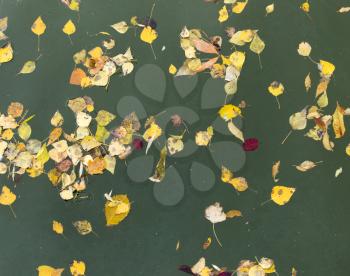 yellow leaves on the surface of the water in the fall