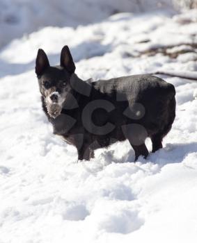 black dog on the snow