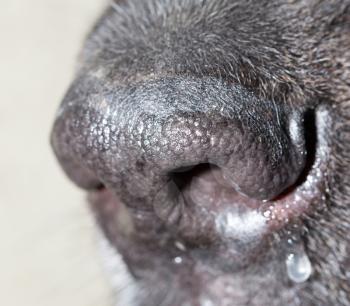 beautiful black dog's nose. macro