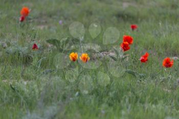 Wild red tulips on the nature