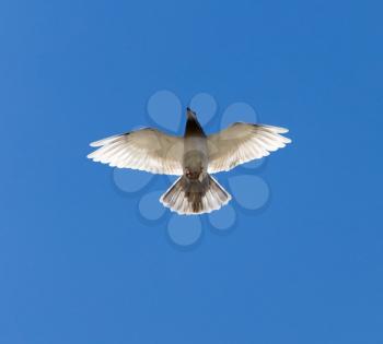 a dove on a blue sky