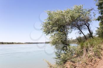 trees on the Syr Darya River. Kazakhstan