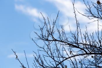 tree with bare branches against the sky