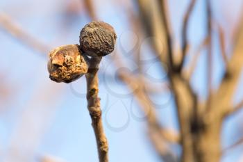 walnut on the tree in autumn