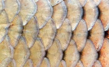 scales of fish as background