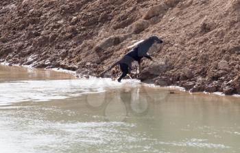 Dog swims across the river