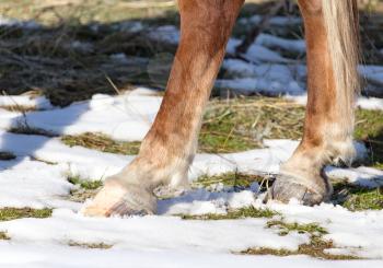 hoofs of horses in winter