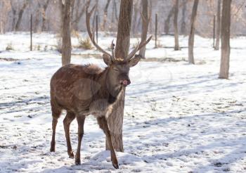 deer in the park in winter