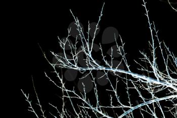 bare branches of a tree on a black background