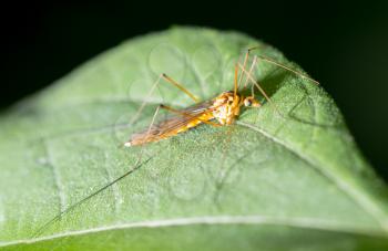 large mosquito on a green leaf