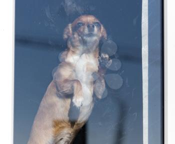 Dog behind the glass