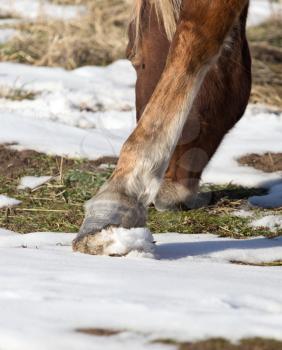 hoofs of horses in winter