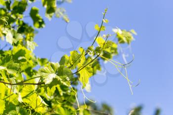 grapes in spring in nature
