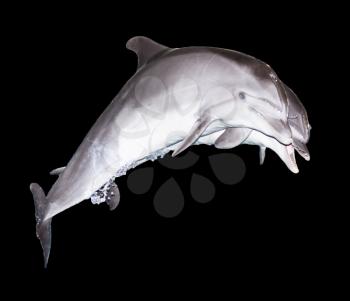 two dolphins on a black background