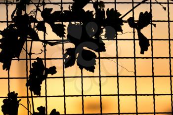 plant on the fence at sunset