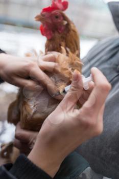 Veterinarian makes injection chicken farm