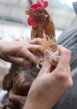 Veterinarian makes injection chicken farm