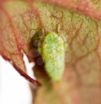 Green aphids on a leaf. macro