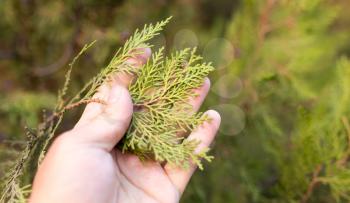 Thuja in hand on nature