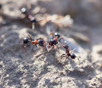 ants on the ground. macro