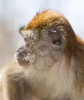 Portrait of a monkey at the zoo .
