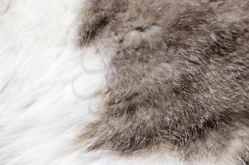 Fluffy cat hair as background. Beautiful texture