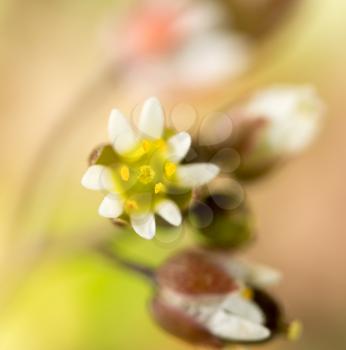 Beautiful little white flower in nature. macro .