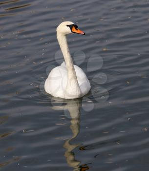 White swan on the lake in autumn .