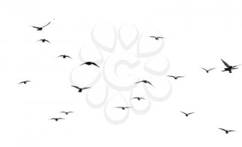 flock of pigeons on a white background .