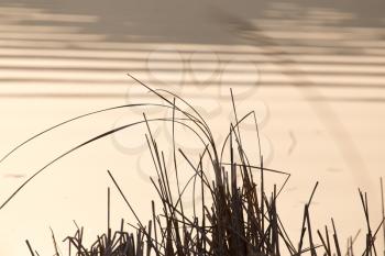 reeds on a sunset background . A photo