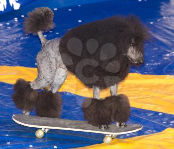 dog acts in the circus . A photo