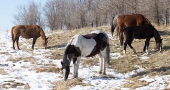 a horse in a pasture in winter .
