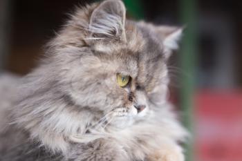 Beautiful portrait of a furry cat in nature