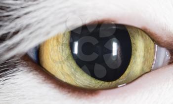 Open cat's eye as a background. macro