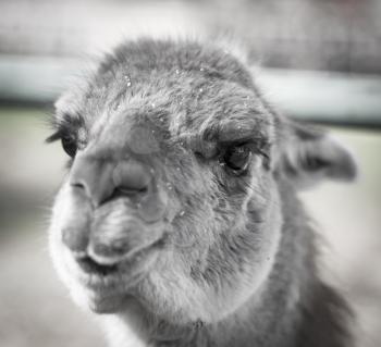 Portrait of a llama in a zoo .