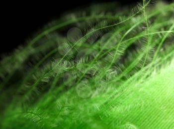 Green feather as an abstract background. Macro