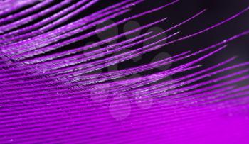 Purple feather as an abstract background. Macro