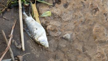 Dead fish lies on the shore of the lake .