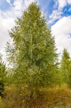 Birches in the open air in the forest .