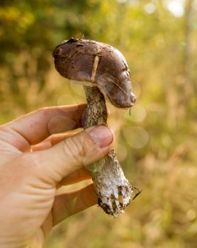 Mushroom in the hand of a mushroom picker in the forest .